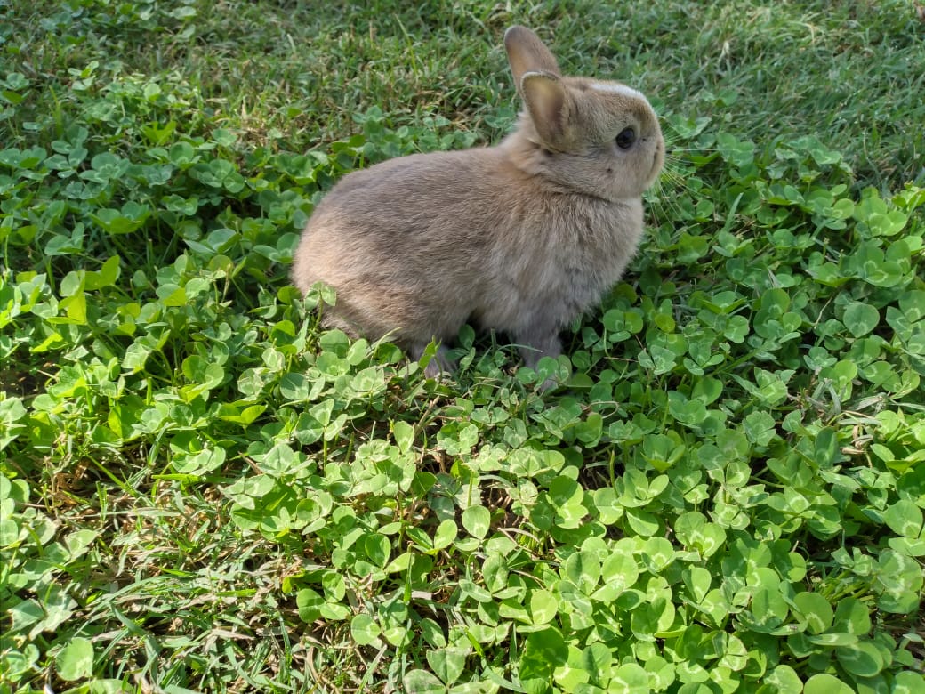 Conejo Enano Holandes – Conejos Lonquen | Criadero de conejos